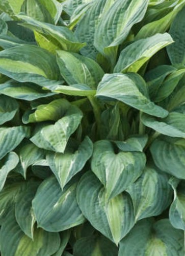 Hosta kiwi full monty - kiwi,