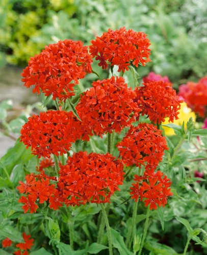 Premium maltese cross scarlet - maltese,