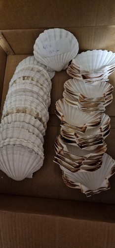 40x scallop shells cm - shells, 13+