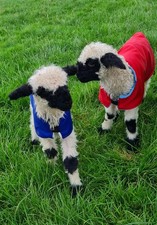 NEWBORN LAMB COATS, WATERPROOF