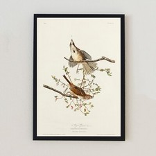 Vintage Birds Illustration
