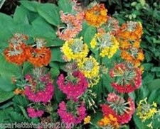 Primula candelabra - Harlow