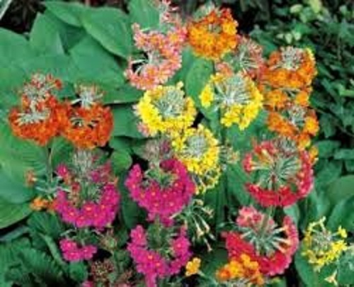 Primula candelabra harlow - primula,