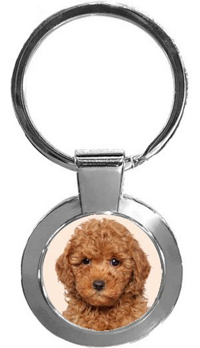 Miniature poodle dog luxury - miniature,