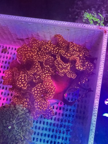 Best grade atomic broccoli - grade,