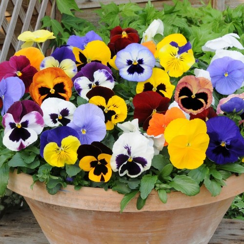 Pansy mini plug plants mixed