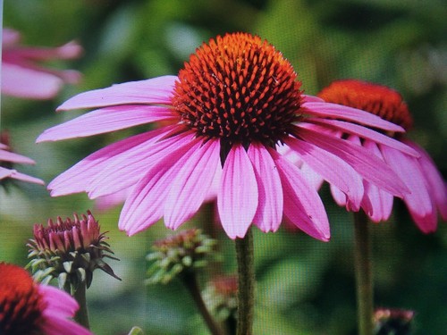 Echinacea purple - 3,