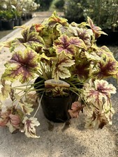 Heuchera 'Gold Zebra' Compact