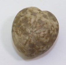 Sea Urchin, Micraster Mengaudi, Cretaceous, Santon, Olazagutia, Spain -m16