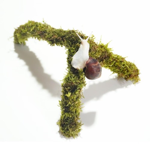 Reptile hammock climbing - hammock,