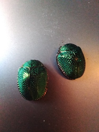 Antique pair real - of,