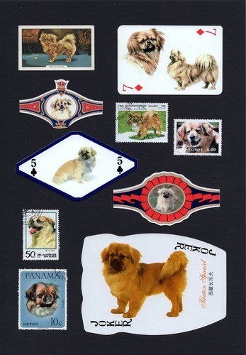 Tibetan spaniel mounted - spaniel, set