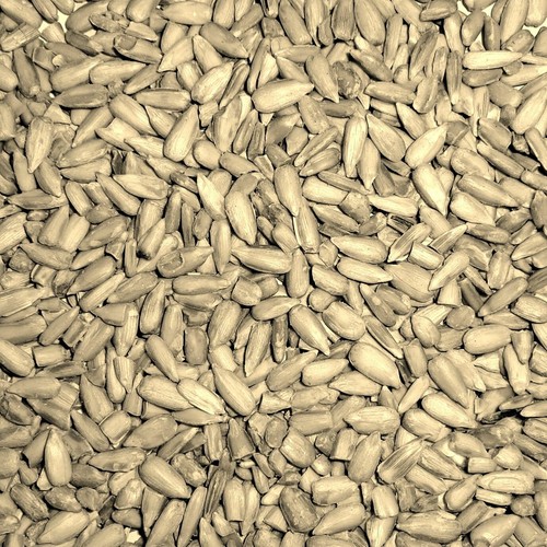 Quality sunflower hearts for - sunflower,