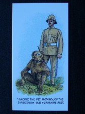 Regimental Pets JACKO MONKEY