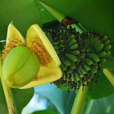 T&M Musa Basjoo Evergreen