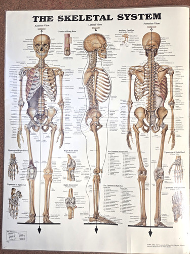 Vintage laminated skeletal - laminated,