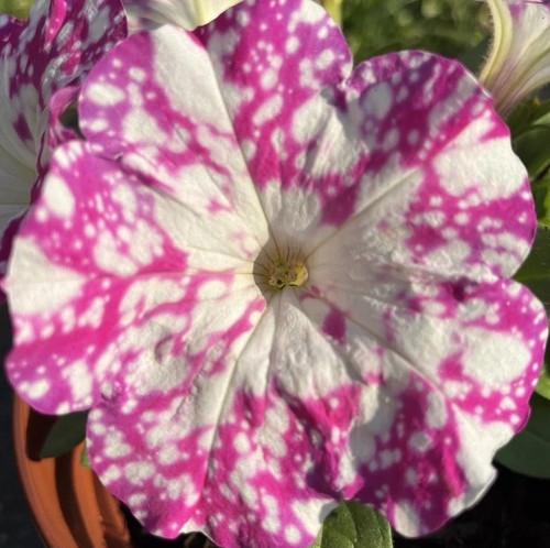 Petunia seeds - petunia,