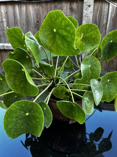Pilea peperomioides chinese - pilea,