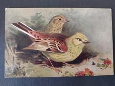 Bird Postcard, Yellow Hammers