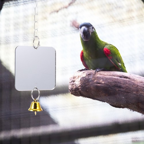 Pet parrot bird mirror hanging - mirror,