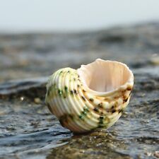 Green Conch Shell Natural Seashells Aquarium Fish Tank Adorn Home Ornament 3-6CM