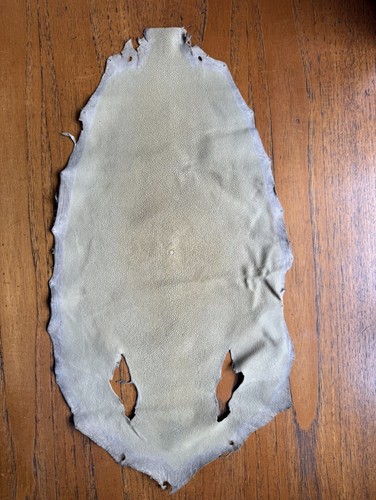 Sting ray fish