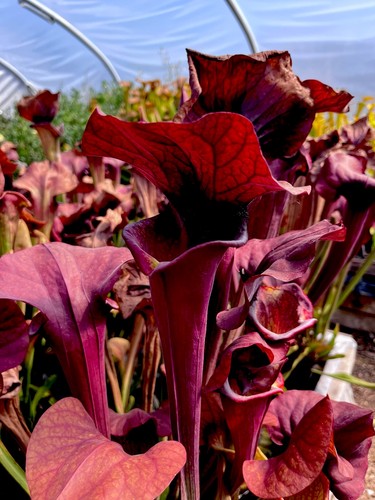 Sarracenia asbo small division - sarracenia,