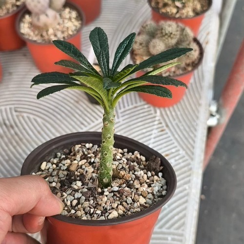 8cm dorstenia gigas - 8cm,