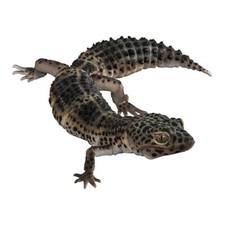 Bandai Gashapon Leopard Gecko