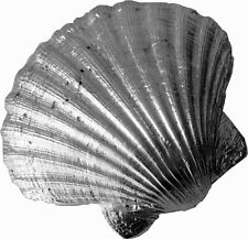 Cast Pewter Scallop Shell
