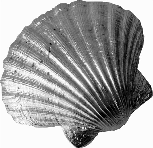 Cast pewter scallop shell - pewter,