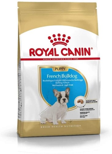 French bulldog puppy - bulldog, dry