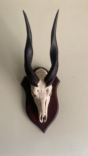 Bushbuck skull horns taxidermy - bushbuck,