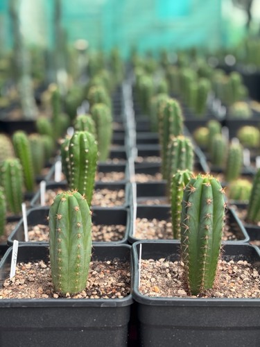 Tric echinopsis cactus - tric,