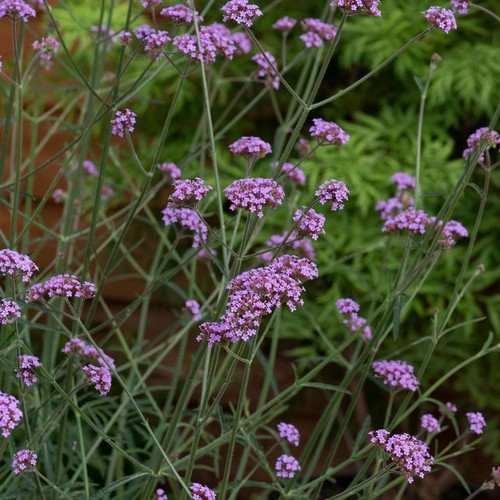 Verbena bonnie blue - bonnie,