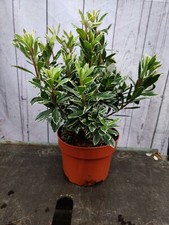 Evergreen Azalea Japonica Hot Shot Orange 2 Litre Pot Garden Plant Shrub