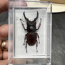 Stag Beetle In Clear