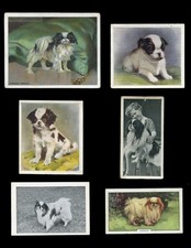 JAPANESE CHIN Jap Chin Dog