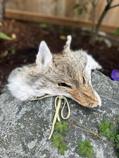 Coyote Headdress Native