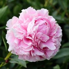 Peony Sarah Bernhardt 1 x