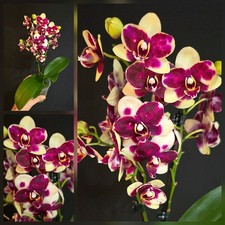 Phalaenopsis "Catania"