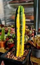 Variegated cactus plant | Echinopsis TCP - Peruvian | Large size 20cm