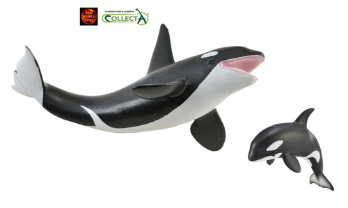 Killer whale orca adult - killer,