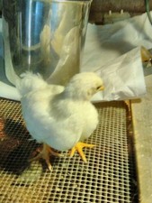12+ white wyandotte bantam