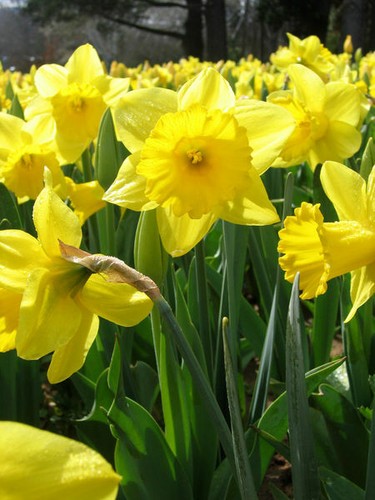 Yellow daffodils king - 12,