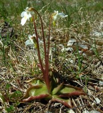 PINGUICULA ALPINA -
