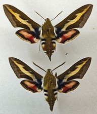 Sphingidae Hyles gallii pair