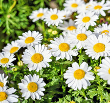 1200x Chrysanthemum Paludosum