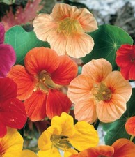 Nasturtium (Whirlybird) Seeds