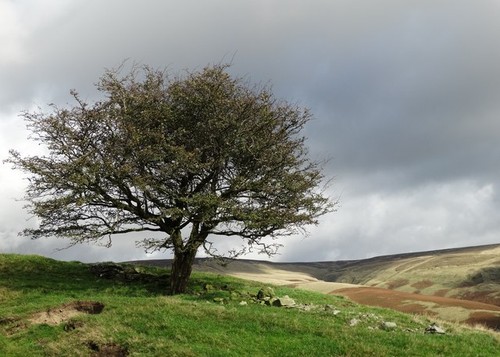 Photo pennine hawthorn tree - pennine,